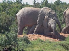 03-Playing young elephants